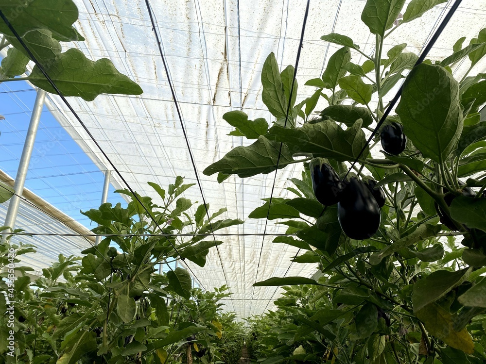 Φωτογραφία Planta de berenjena con frutos negros en invernadero de Almería, cultivo bajo plástico