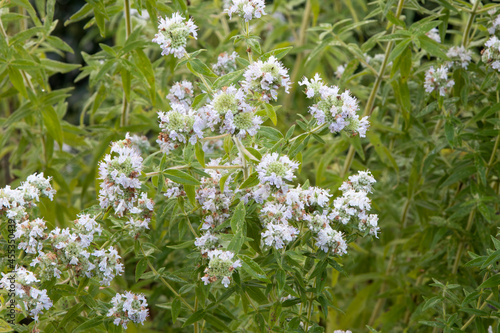 Mountain Mint (Pycnanthemum pilosum) herb plant