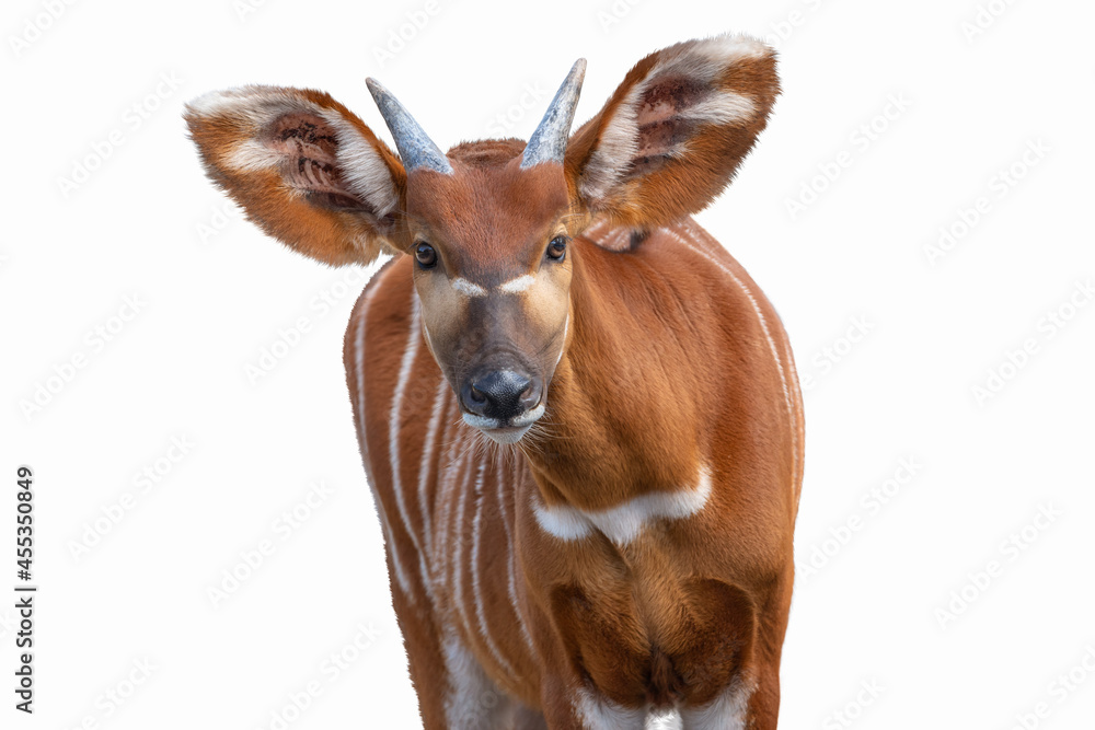 Bongo antelope staring directly at the camera Bongo antelope staring directly at the camera