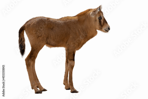 Baby gemsbok antelope side view isolated on white background