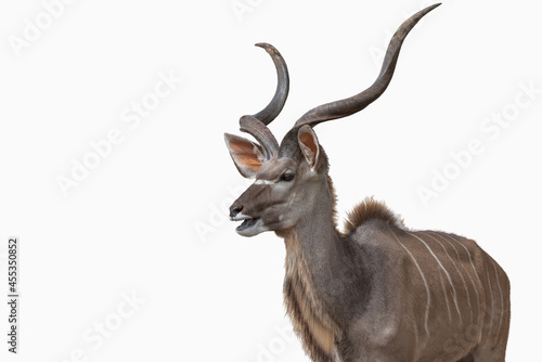 Large make kudu antelope side view mouth open photo