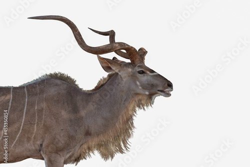 Male kudu antelope side view cutout on white background photo