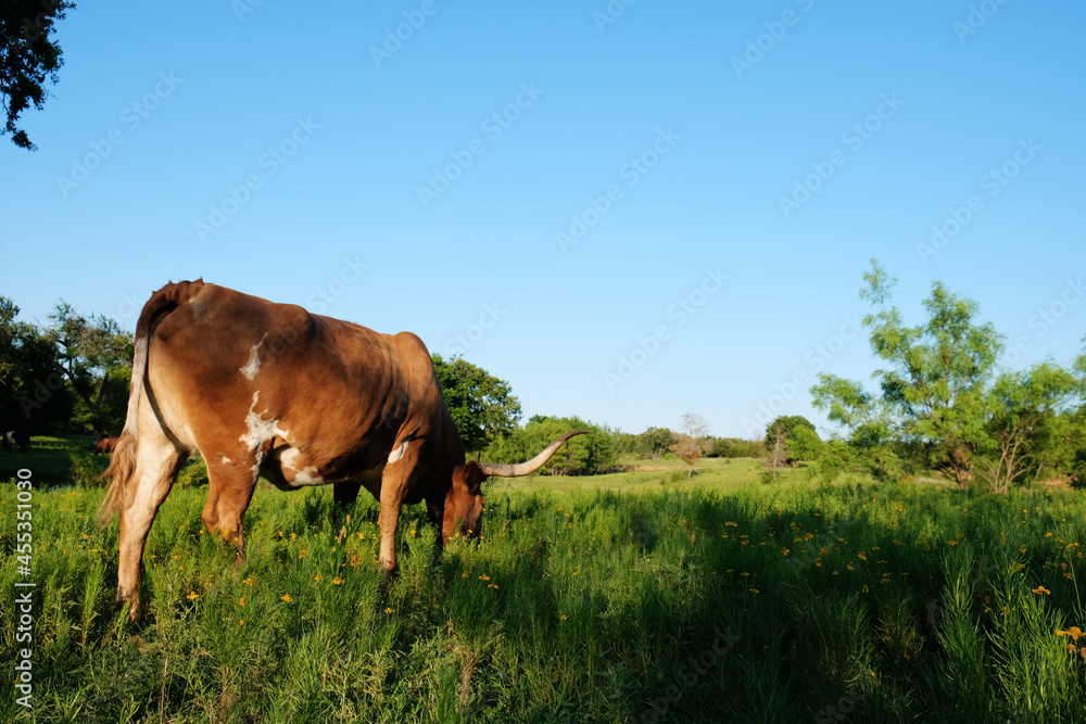 Texas longhorn cow grazing during summer with copy space on sky background.