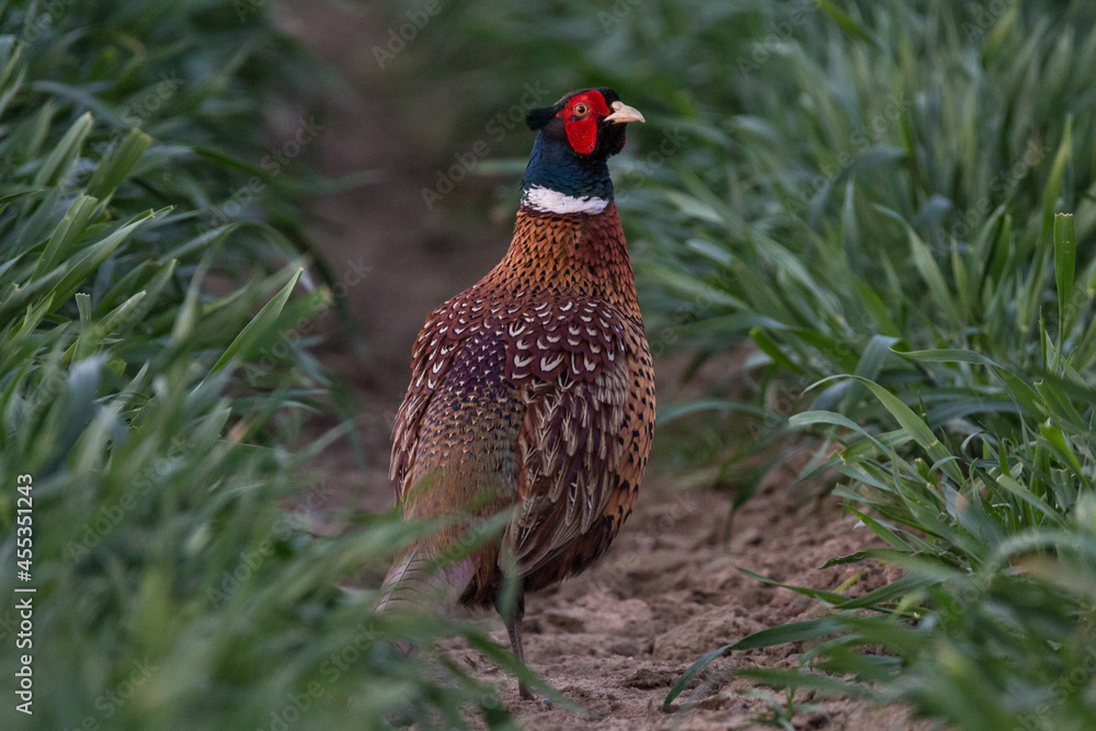 Fototapeta premium pheasant in the grass