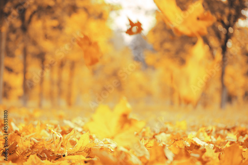 Fall banner. Beautiful autumn yellow and red foliage in golden sun. Falling leaves natural background landscape. copy space  selective focus. Full frame