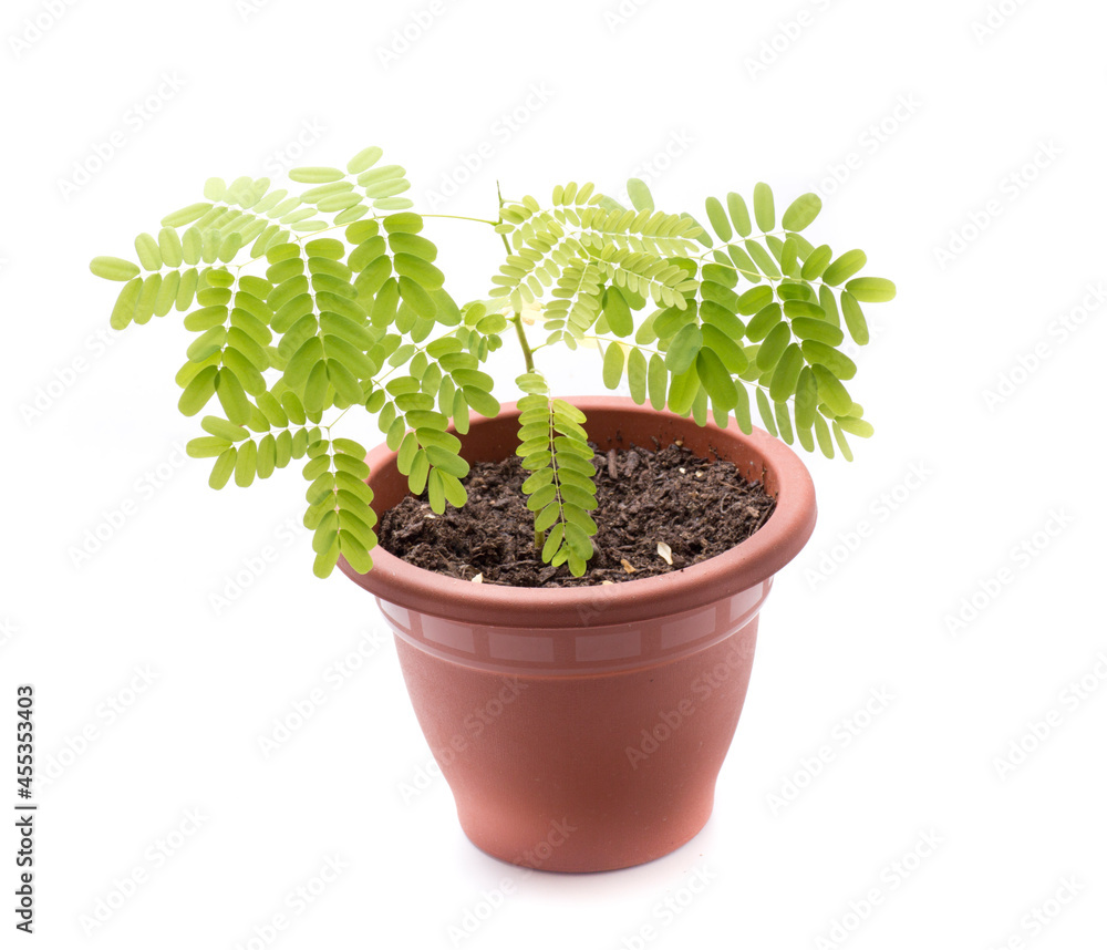 Flamboyan tree in small pot