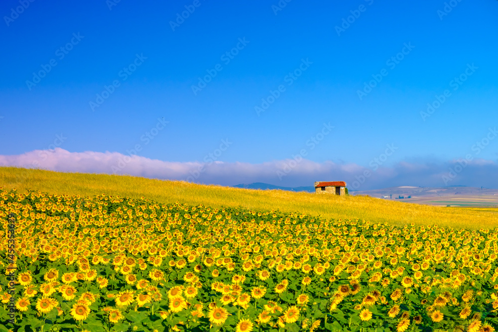 Field of sunflowers and hause . Beautiful summer landscape.
