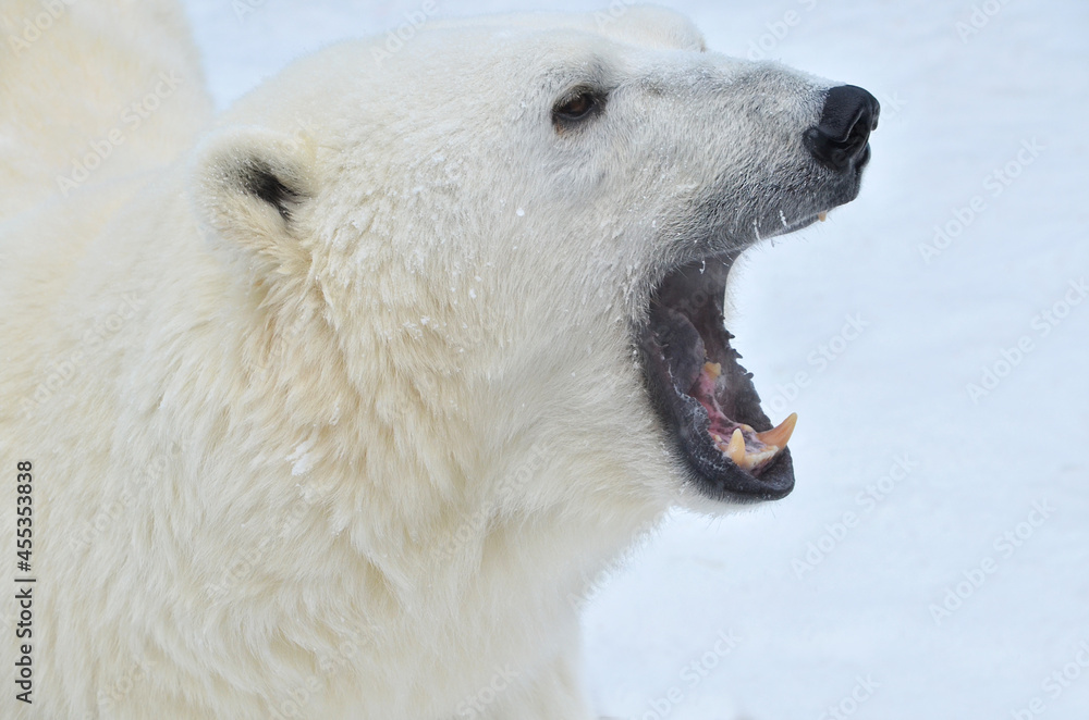 polar bear in the snow