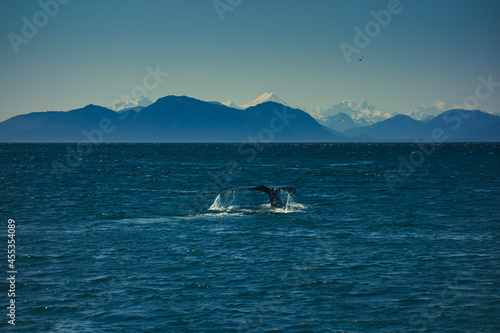 whale in the sea © Catherine