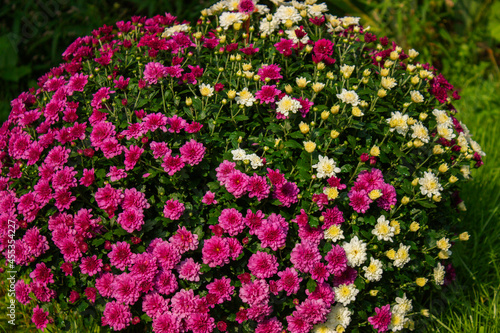 Fototapeta Naklejka Na Ścianę i Meble -  Dianthus pink flowers in summer garden closeup. Beautiful flower of Sweet William or Sweetwilliam