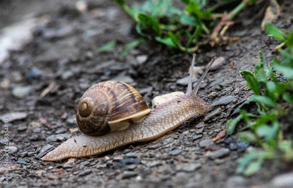 a snail crawls on the ground rainy weatherrainy weather a snail crawls on the ground rainy weatherrainy weather
