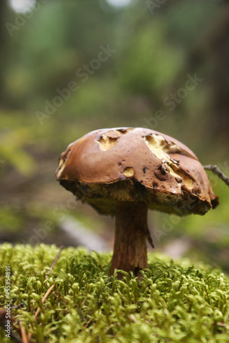 Mushroom in the forest. Gyroporus castaneus photo