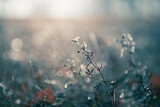 Frosted plants in winter forest at sunrise. Beautiful winter nature background. Macro image, shallow depth of field.