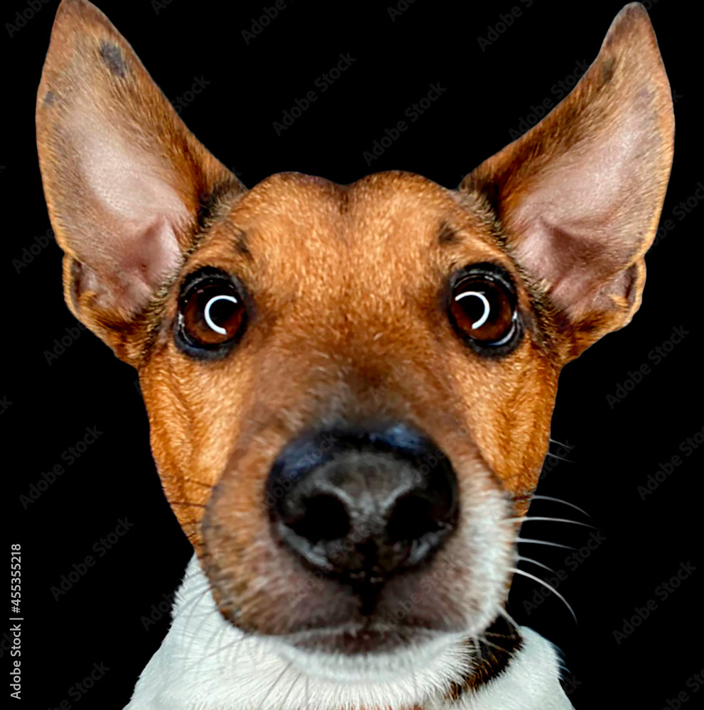 Cute Jack Russell dog posing at camera staring hypnotized