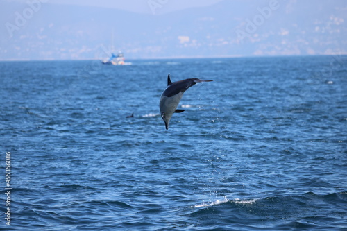 dolphin jumping in the sea