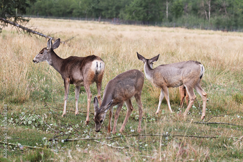 Three mule deer standing in a grassy meadow Three mule deer standing in a grassy meadow