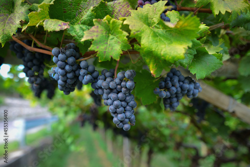 Ripe dark grapes for wine on a vine with green foliage in an Italian vineyard garden in an autumn sunny day. Harvest of juicy grapes, close-up, copy space and soft focus background photo