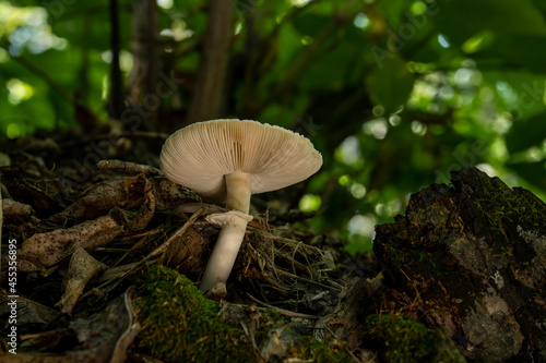 View from below of a light brown wild mushroom with a brown leaves in the foreground and a green background with bright highlights. 