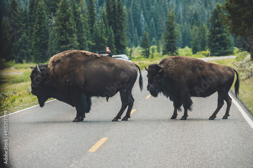 Buffalo blocking traffic Yellowstone Lamar Valley