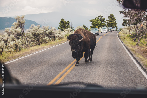 Buffalo blocking traffic Yellowstone Lamar Valley photo