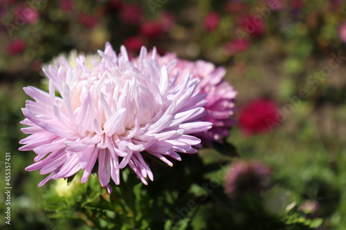 Close-up of purple aster flower growing in the summer or autumn garden