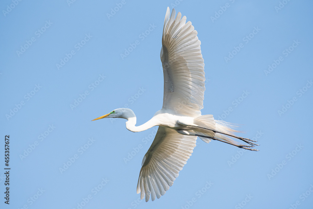 Egret, Graceful flight of a beautiful heron in Brazil. Selective focus. Egret, Graceful flight of a beautiful heron in Brazil. Selective focus.
