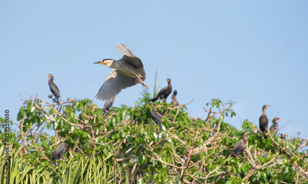 Savacu, beautiful flight of an aquatic bird called savacu in Brazil. Selective focus. Savacu, beautiful flight of an aquatic bird called savacu in Brazil. Selective focus.