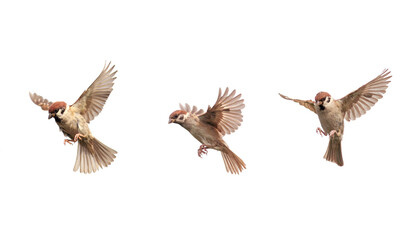 set of a group of birds sparrows spreading their wings and feathers flying on a white isolated background