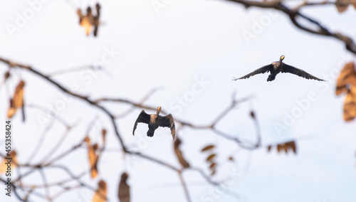 Brazilian water birds flying and being observed among tree branches. Selective focus.