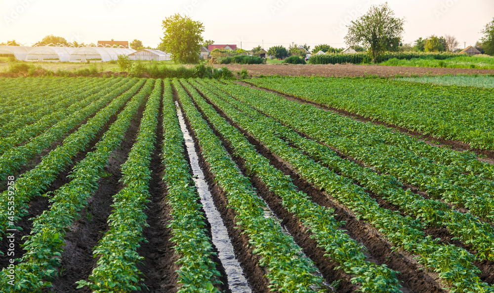 Water flows through the potato plantation. Watering and care of the crop. Surface irrigation of crops. European farming. Agriculture. Agronomy. Providing farms and agro-industry with water resources.