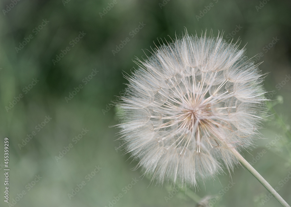 Fototapeta premium dandelion close-up on the background of a green lawn