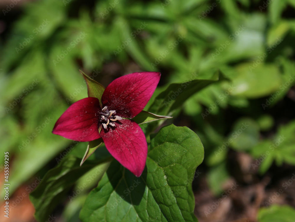 A brilliant Red Trillium (Trillium erectum) flower in full bloom, shot during spring in Waterloo, Ontario, Canada.