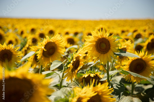 Iowa Sunflower Fields