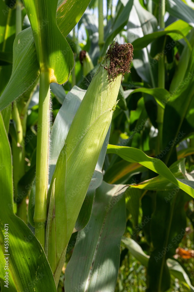 Fototapeta premium Corn on the stalk in the field