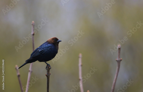 A male Brown-headed Cowbird (Molothrus ater) perched on a sumac tree, shot in Waterloo, Ontario.