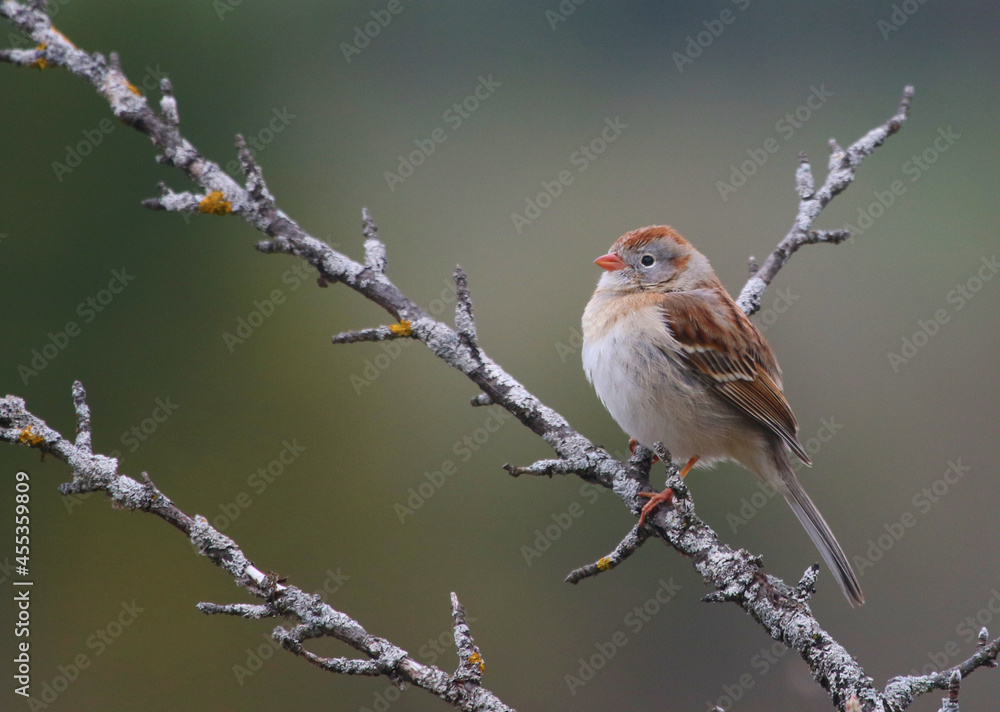 A Field Sparrow (Spizella pusilla) perched a branch in early spring. Shot in Waterloo, Ontario, Canada.