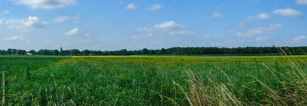 Fototapeta premium Panoramic photo green grass field and blue sky