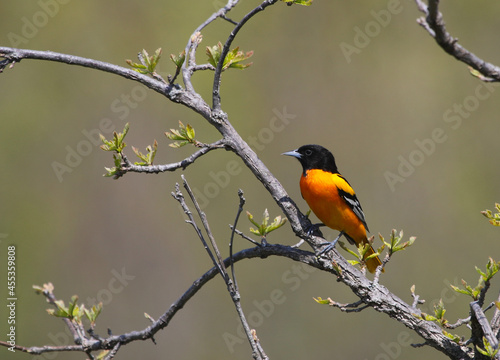 A Baltimore Oriole (Icterus galbula) perched on a branch, shot in Waterloo, Ontario, Canada.