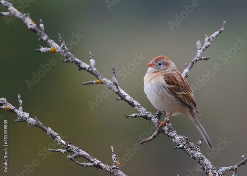 Obraz na płótnie A Field Sparrow (Spizella pusilla) perched a branch in early spring. Shot in Waterloo, Ontario, Canada. w salonie