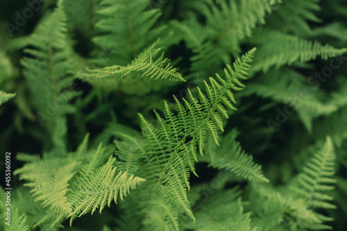 Green plants close up perspective