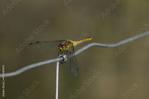 European dragonfly sitting on a fence