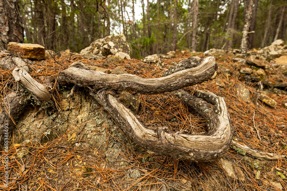 detail of roots coming out of the ground detail of roots coming out of the ground