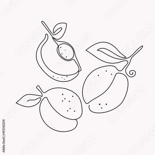 Abstract fruits set. Line art style. One line drawings.  Vector graphics. Isolated background.
