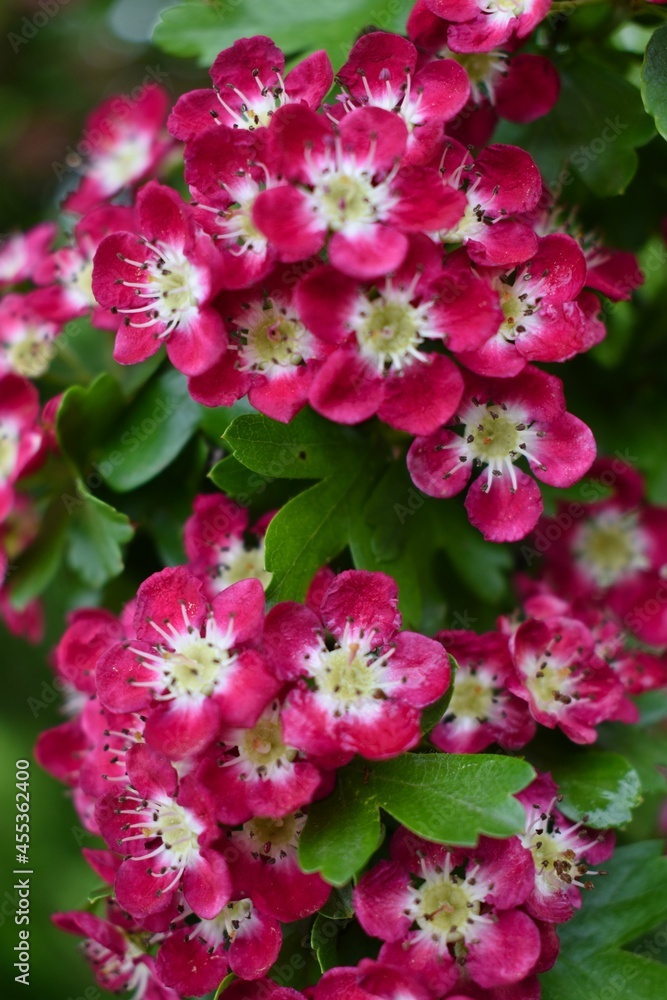 Blooming Tree Blooming Tree