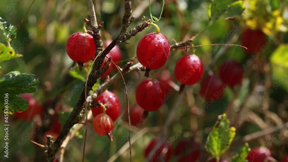 Red gooseberries ripe on a branch. Light summer rain. Natural ecological economy. Harvest in the garden. Ripe berries. Red gooseberries ripe on a branch. Light summer rain. Natural ecological economy. Harvest in the garden. Ripe berries.