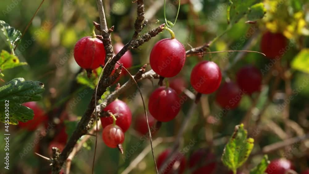 Red gooseberries ripe on a branch. Natural ecological economy. Harvest in the garden. Ripe berries.
Red gooseberries ripe on a branch. Natural ecological economy. Harvest in the garden. Ripe berries.