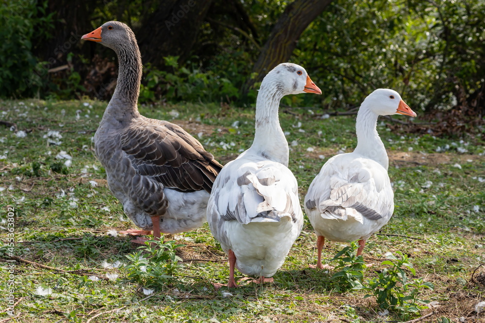Domestic geese on a walk through the meadow Domestic geese on a walk through the meadow