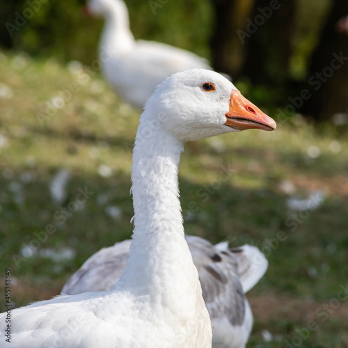 Domestic geese on a walk through the meadow