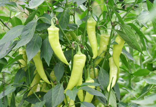 yellow spicy pepper growing on the plant