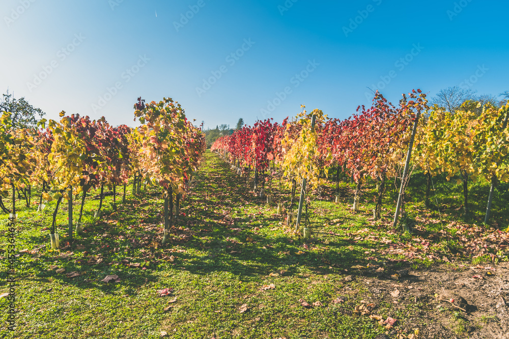 autumn in vineyard, colors and sun